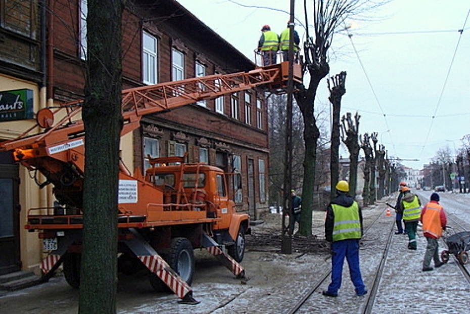 Rekonstruējot Tirgus ielu, izcērt astoņus kokus