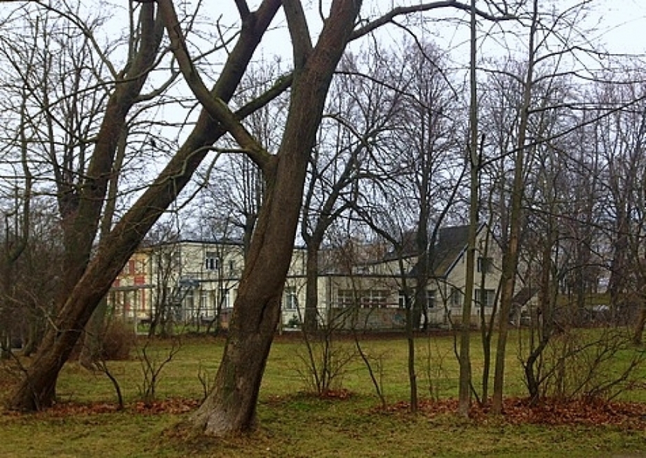 Zāģēs zirgkastaņas, bērzu, kļavu, liepas