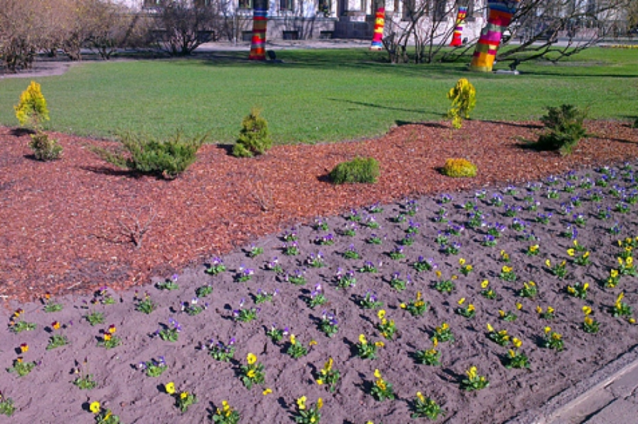 Puķu krāšņums pakāpeniski pārņems Liepāju