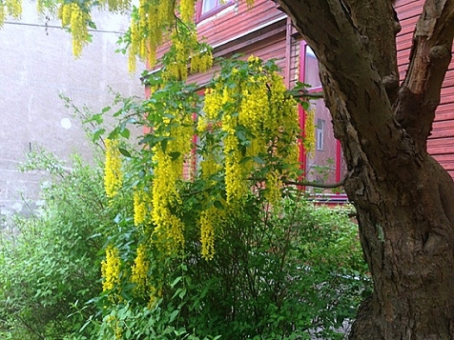 Pirmdien gaiss sasils līdz +25 grādiem, vietām līs
