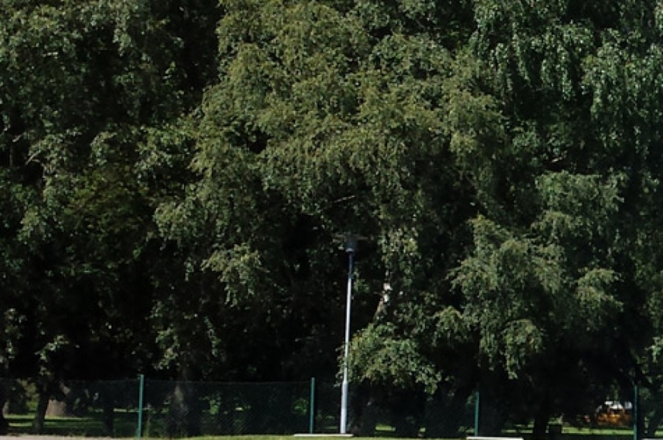 Izsludina publisko apspriešanu par koku ciršanu Turaidas ielā