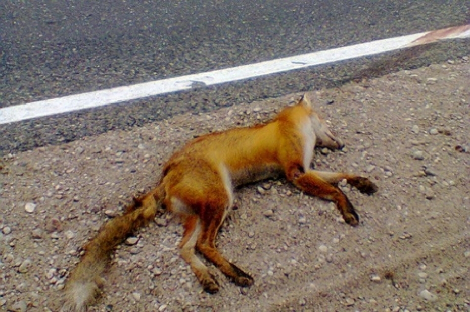 PVD: Par beigtajiem dzīvniekiem atbildīgas pašvaldības