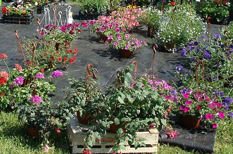 Vieš skaidrību, kādēļ Liepājā ir divi "puķu" iepirkumi