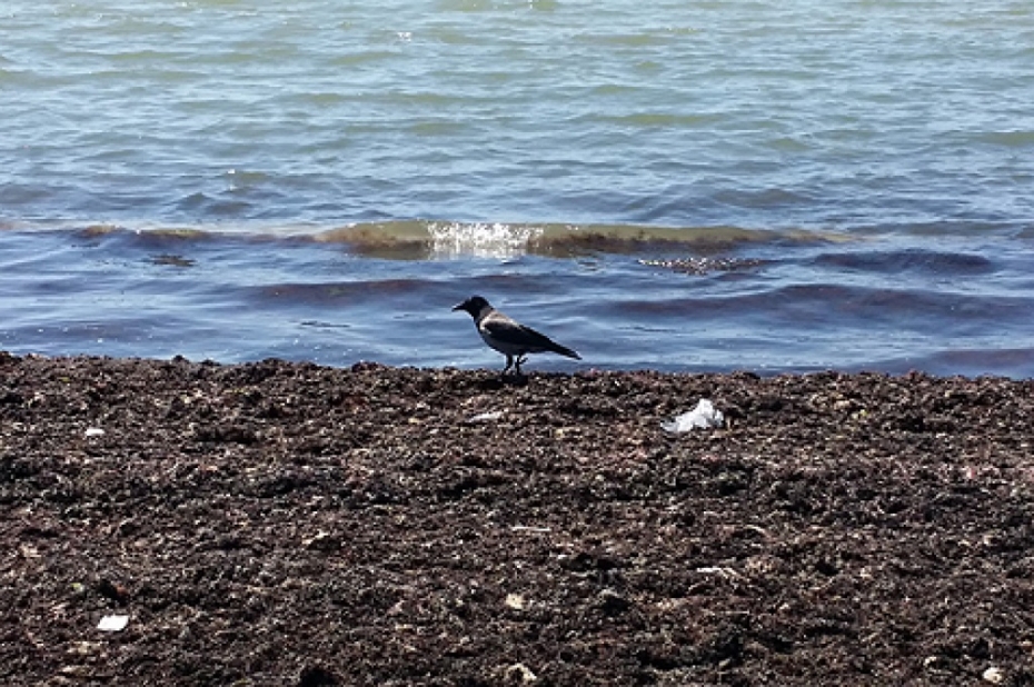 Iedzīvotājiem pludmalē ir iespēja vākt jūras aļges