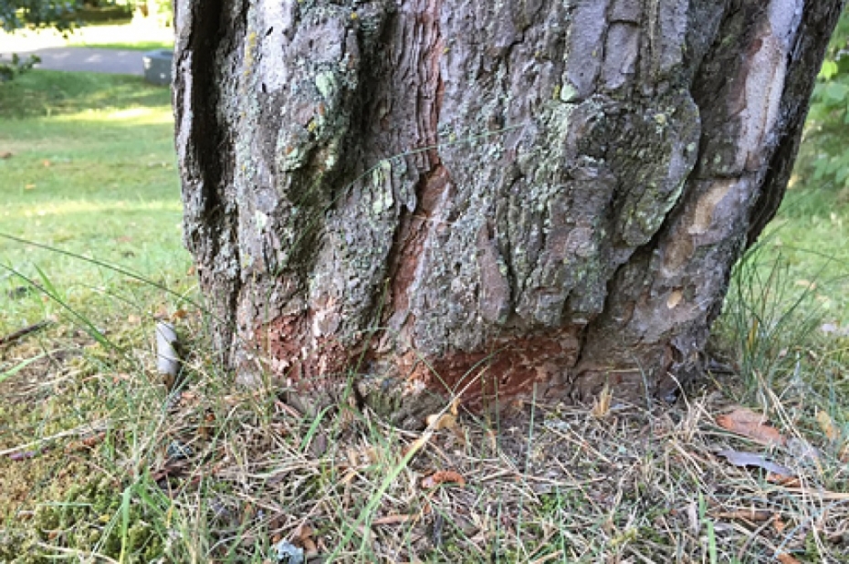 Vai tā tam ir jābūt? Pļaujot zāli, savaino parka kokus