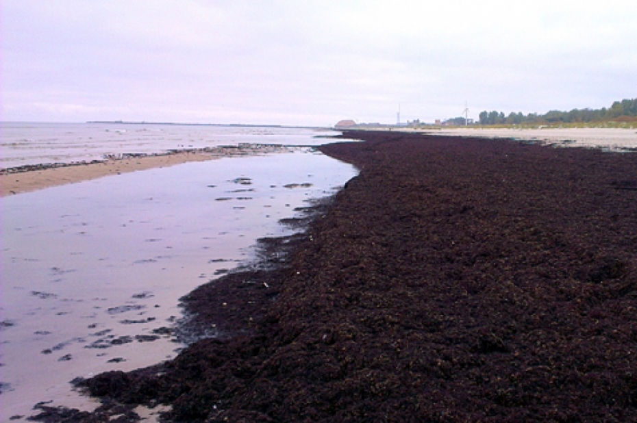 Var dabūt jūras aļģes dārzu augsnes uzlabošanai