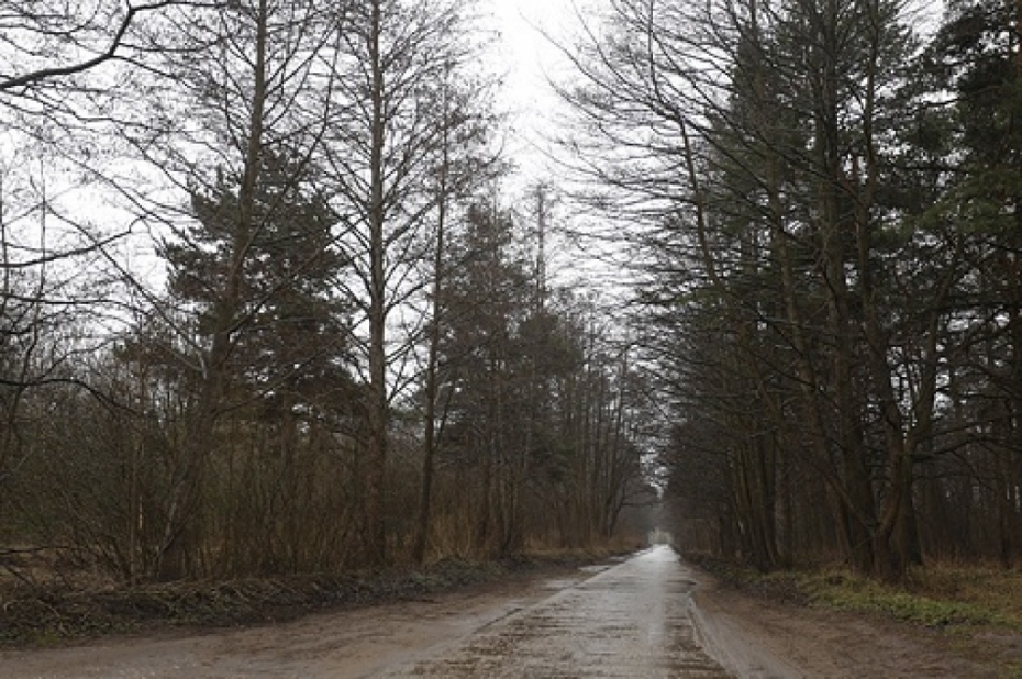 "Sadales tīklam" atļauj bez atlīdzības nocirst 641 koku