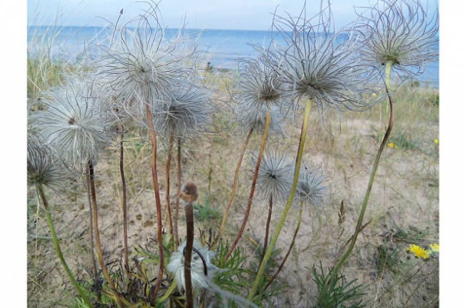 "Mana jūra" par Liepājas piekrasti: "Tendence negatīva"